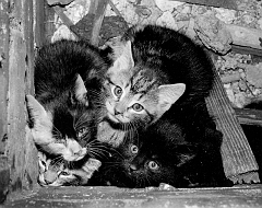 Trapped Kittens